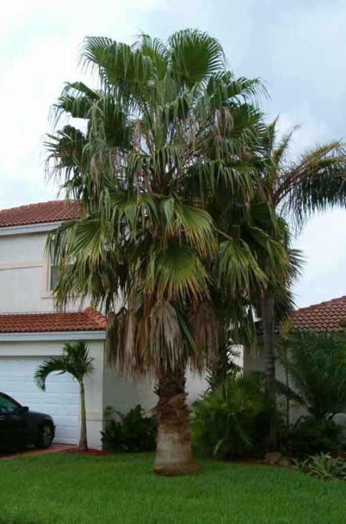 03 Washington palm tree on 062810 3