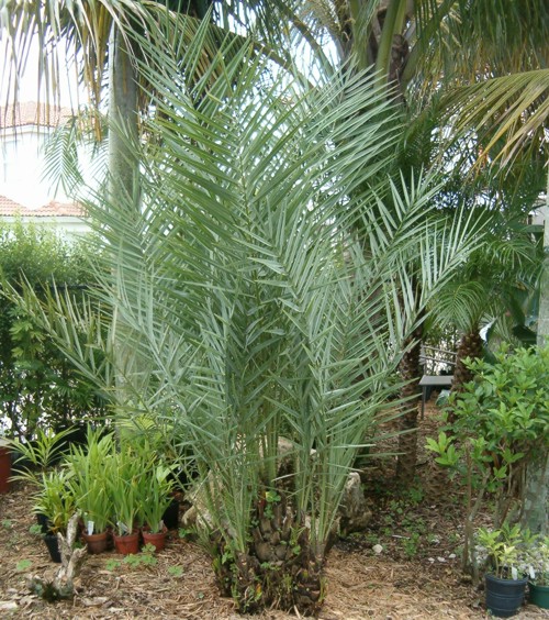 Date Palm Tree Barcelona 5