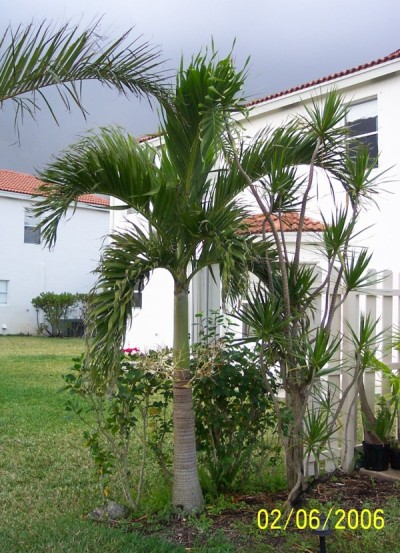 Christmas Palm Tree 6
