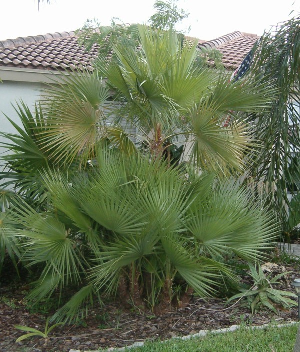Paurois Palm Tree 7