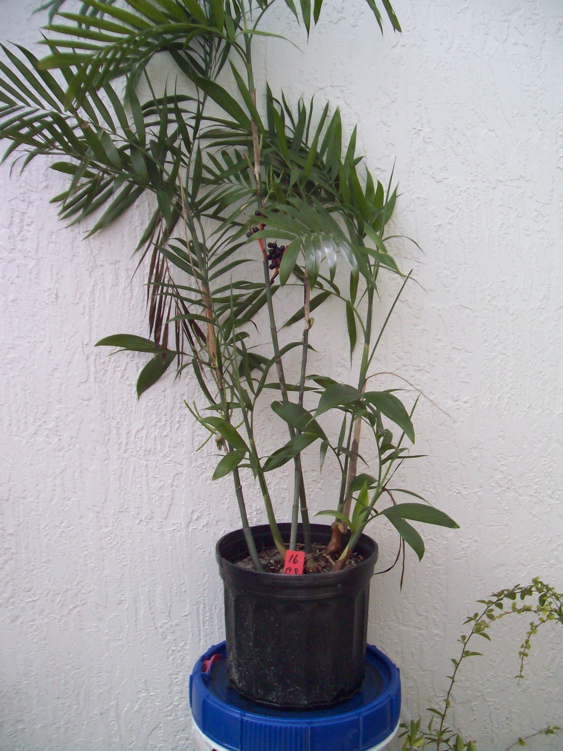 16 Bamboo Palm Tree with Several shoots