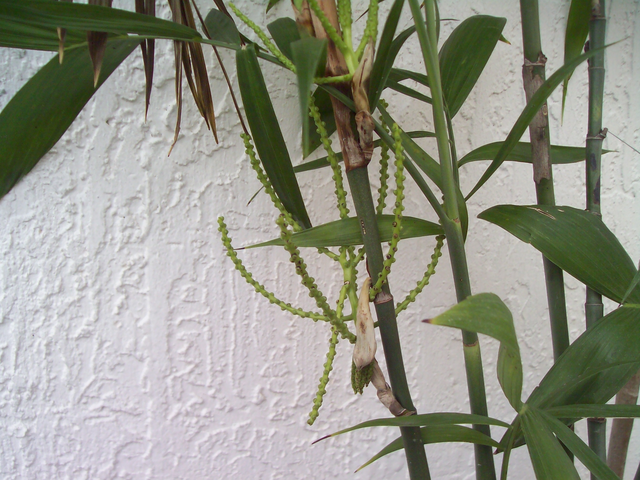 16 Bamboo Seed Flower and Bracts