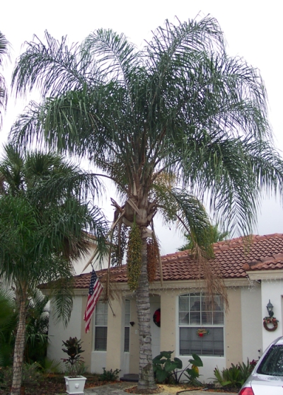 Queen palm tree mature 033017